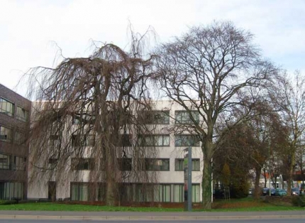 Bild 3 von Trauerbuche und Blutbuche an der Bahnhofstraße